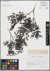 Foto von Salix repens L.
